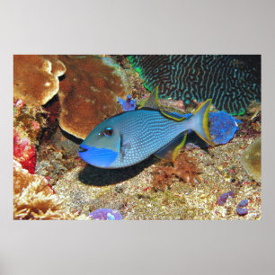 Póster Yellowfin Triggys