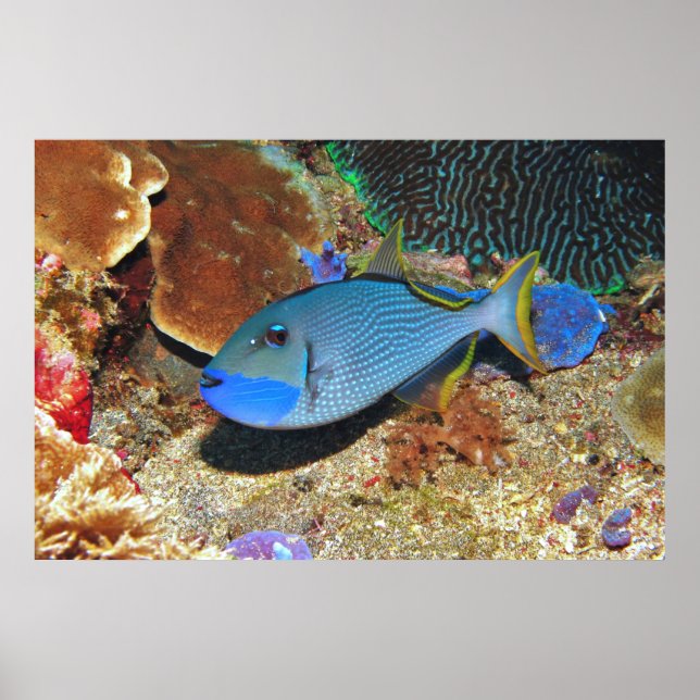 Póster Yellowfin Triggys (Frente)