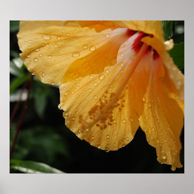 Póster YellowHibiscus70 (Frente)