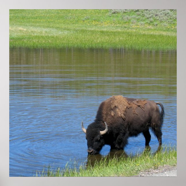 Póster Yellowstone American Bison in Pond (Frente)