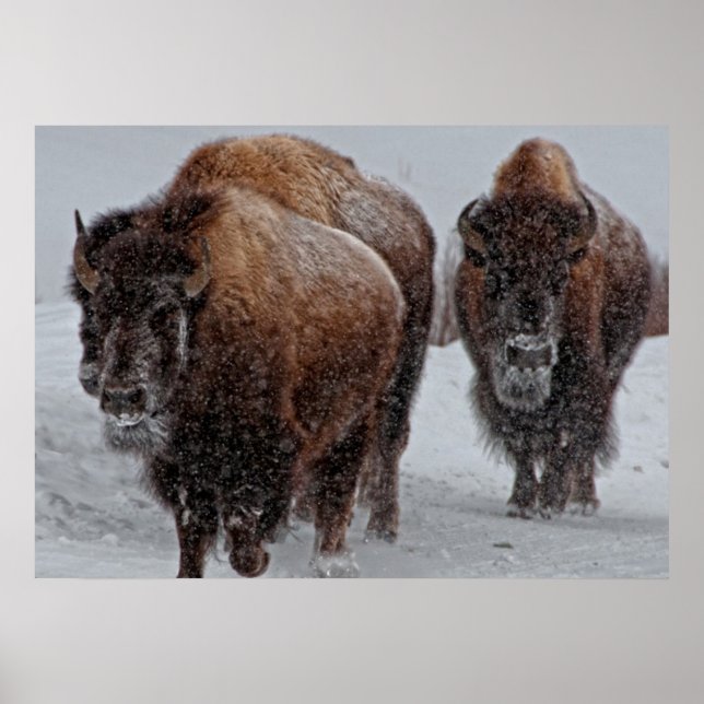 Póster Yellowstone Bison (Frente)