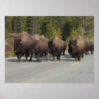 Póster Yellowstone Bison