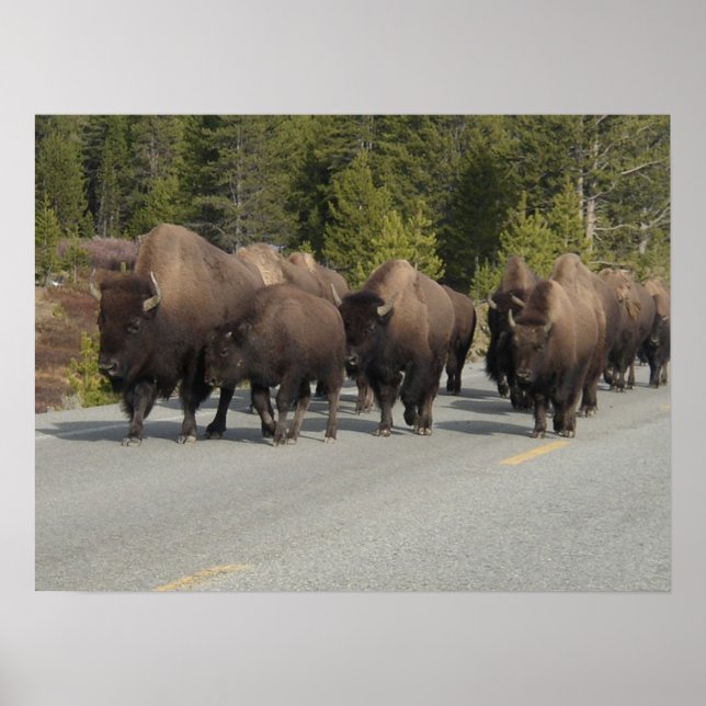 Póster Yellowstone Bison (Frente)