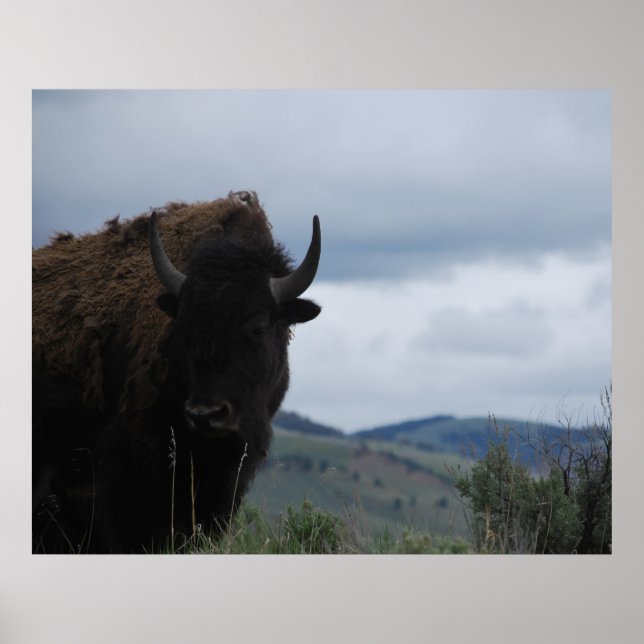 Póster Yellowstone Bison Buffalo Park Bull (Frente)