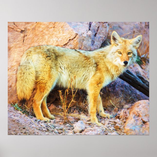 Póster Yellowstone Coyote (Frente)