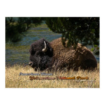 Yellowstone - poster Bison de Estados Unidos