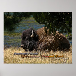 Póster Yellowstone - poster Bison de Estados Unidos