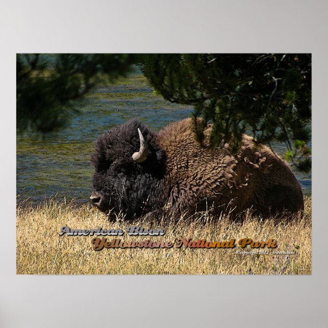 Póster Yellowstone - poster Bison de Estados Unidos (Frente)