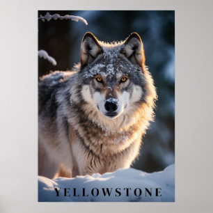 Póster Yellowstone Wolf Poster Art