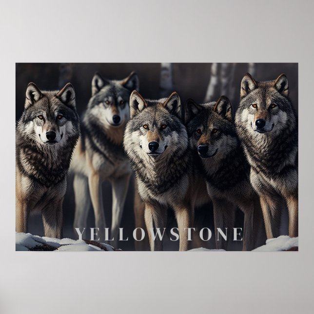 Póster Yellowstone Wolves Poster Art (Frente)