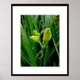 Póster Yemas y hojas frescas de flor de lirio verde de pr
