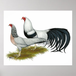 Póster Yokohama: Par de Duckwing plateado