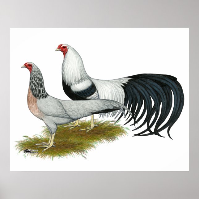 Póster Yokohama: Par de Duckwing plateado (Frente)