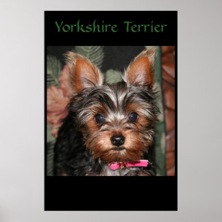 Póster Yorkie