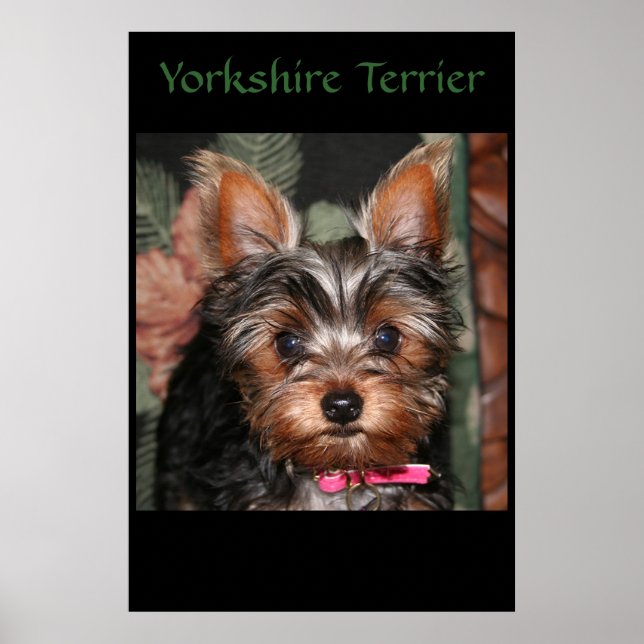 Póster Yorkie (Frente)