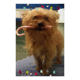 Póster Yorkie Caramelo de Caña