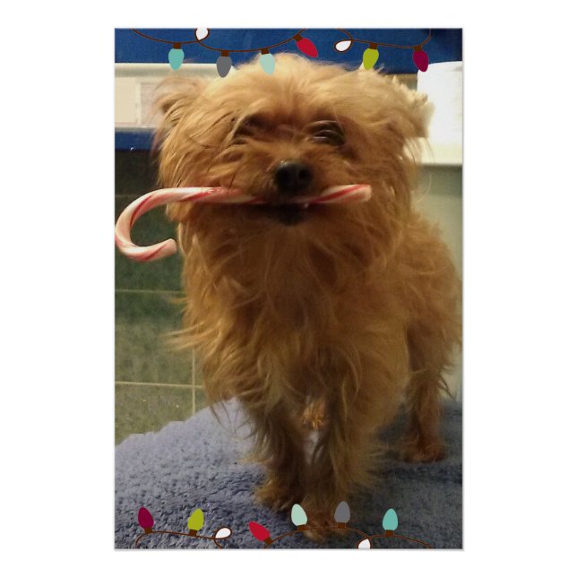 Póster Yorkie Caramelo de Caña  (Anverso)