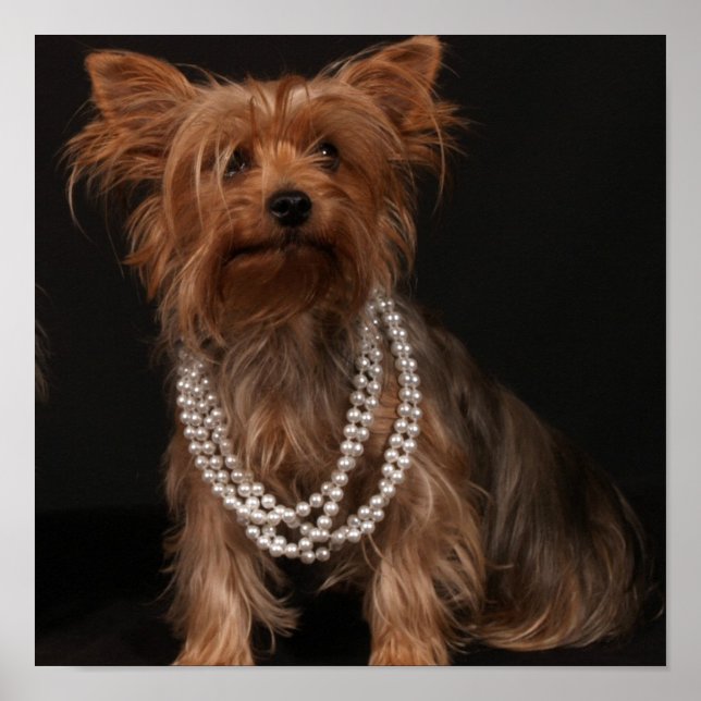 Póster Yorkie in Pearls Poster (Frente)