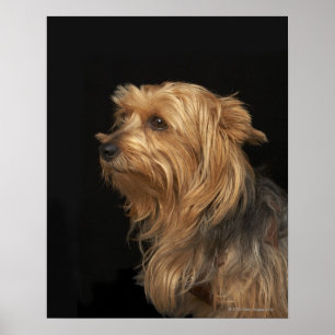 Póster Yorkie negro y marrón dejó perfil en negro