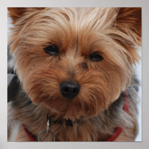 Póster Yorkie Poster