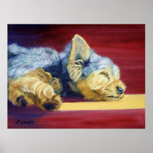 Póster Yorkshire Terrier