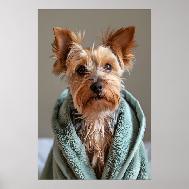 Póster Yorkshire Terrier en Bata, Perro Divertido Baño (Frente)