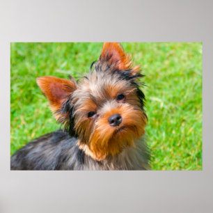 Póster Yorkshire Terrier looking up