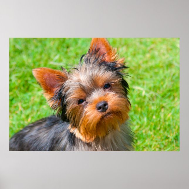 Póster Yorkshire Terrier looking up (Frente)