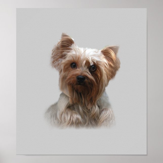 Póster Yorkshire Terrier Poster (Frente)