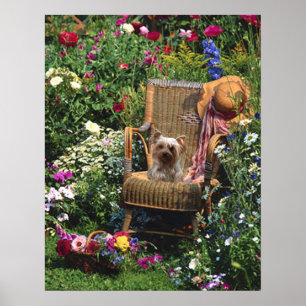 Póster Yorkshire Terrier Poster Garden