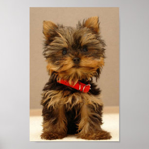 Póster Yorkshire Terrier Puppy