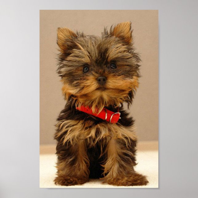 Póster Yorkshire Terrier Puppy (Frente)