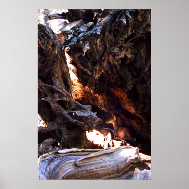 Póster Yosemite Deer (Frente)