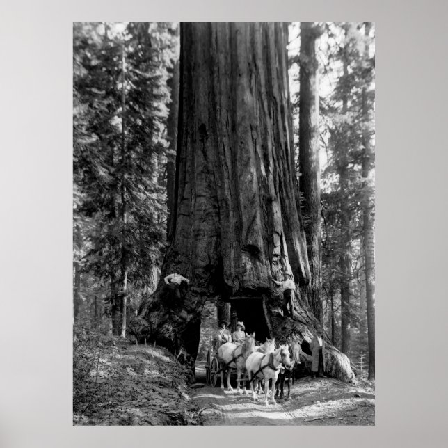 Póster YOSEMITE TUNNEL REDWOOD c. 1902 (Frente)