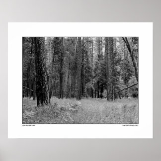 Póster Yosemite Valley Forest