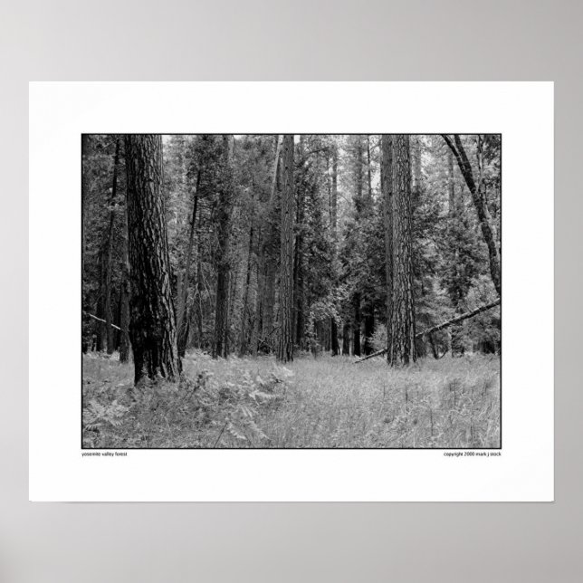 Póster Yosemite Valley Forest (Frente)