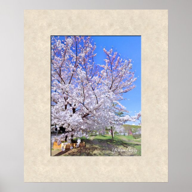 Póster Yoshino Cherry (Frente)