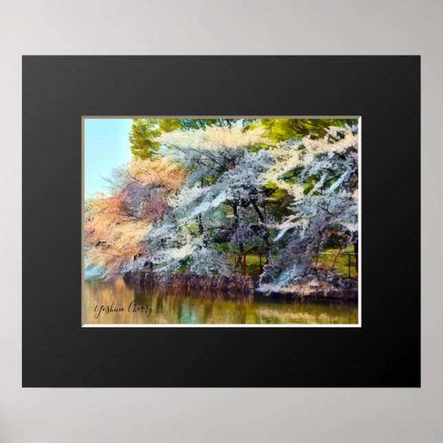 Póster Yoshino Cherry (Frente)