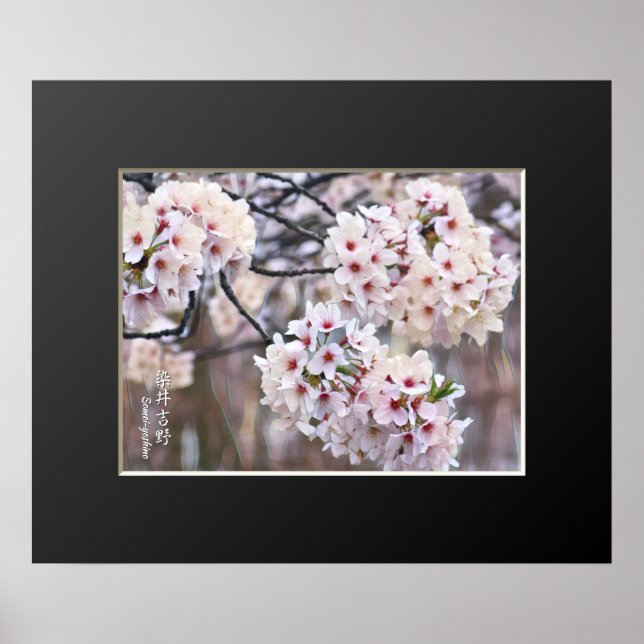 Póster Yoshino Cherry (Frente)