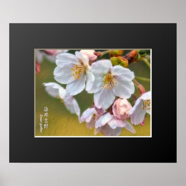 Póster Yoshino Cherry ポスター (Frente)