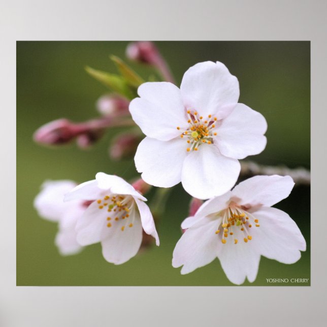 Póster Yoshino Cherry:Poster (Frente)