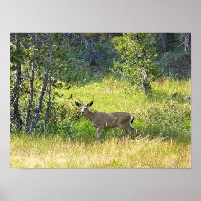 Póster Young Buck in Yosemite, CA (Frente)