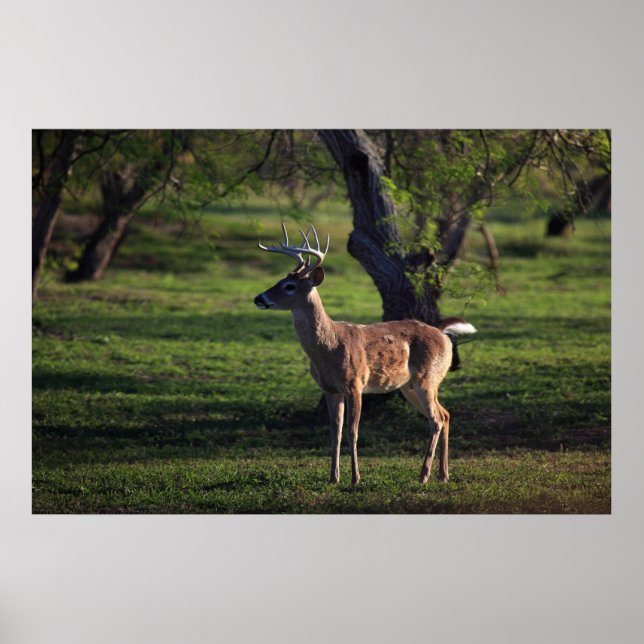 Póster Young Buck Poster (Frente)