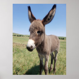 Póster Young Burro, Parque Estatal Custer, Dakota del Sur