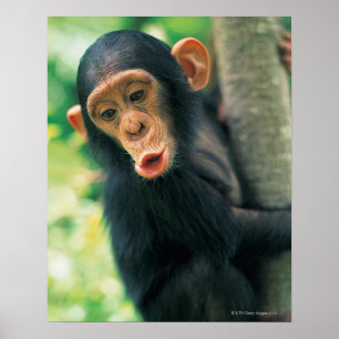 Póster Young Chimpanzee (Pan troglodytes)