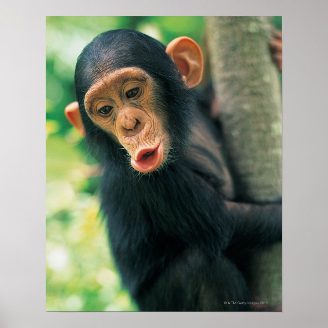 Póster Young Chimpanzee (Pan troglodytes) (Frente)