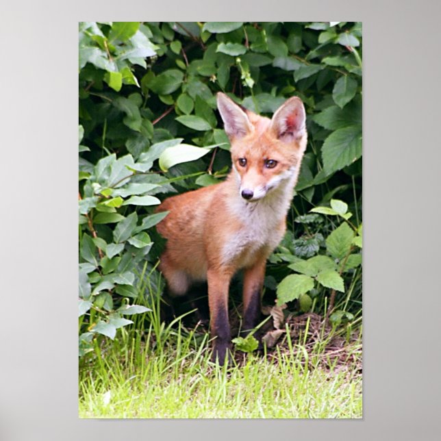 Póster Young Fox 1 (Frente)
