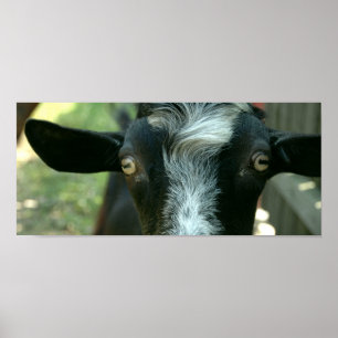 Póster Young goat posing.