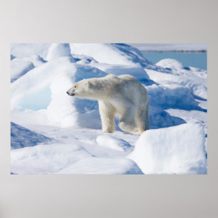 Póster Young Male Polar Bear