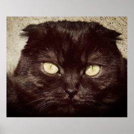 Póster Young Munchkin Kitten Face